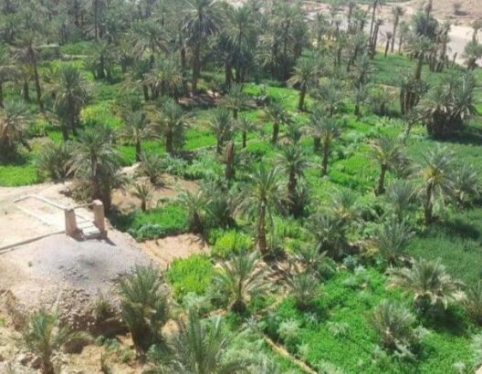 المعارض التجارية بوابة لتسويق المنتجات المحلية وإحياء اقتصاد تغبالت