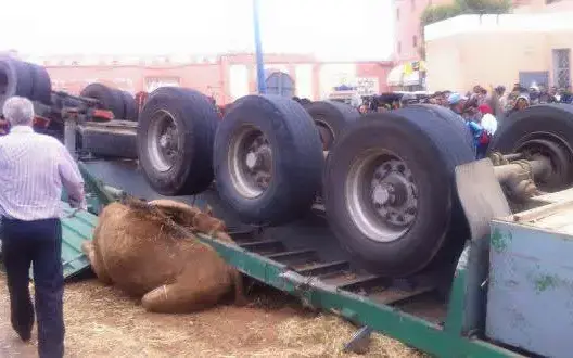 حادثة سير وراء نفوق جِمال في بويزكارن