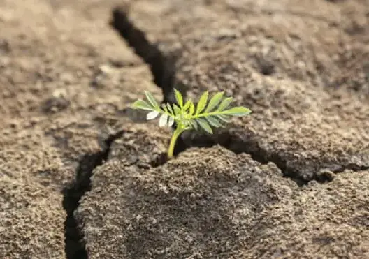 كوب 21: وفود من 195 بلدا في باريس لبحث تغير المناخ