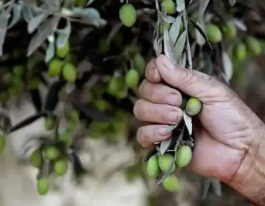 روبورطاج.. سرقة الزيتون بالريف ومحاكم خارج “رادار” السلطة