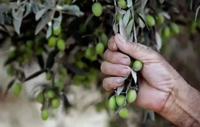 روبورطاج.. سرقة الزيتون بالريف ومحاكم خارج “رادار” السلطة