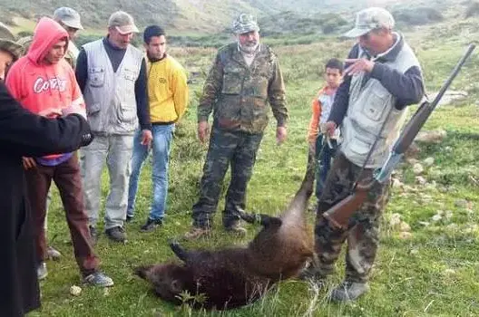 تنطيم عملية إحاشة للخنزير البري بغابات طنجة