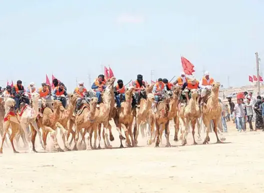 العيون: انطلاق فعاليات النسخة الرابعة لسباق الهجن