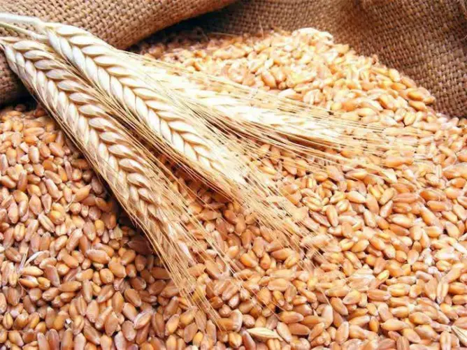 حجم الحبوب المجمعة بلغ 12,3 مليون قنطار