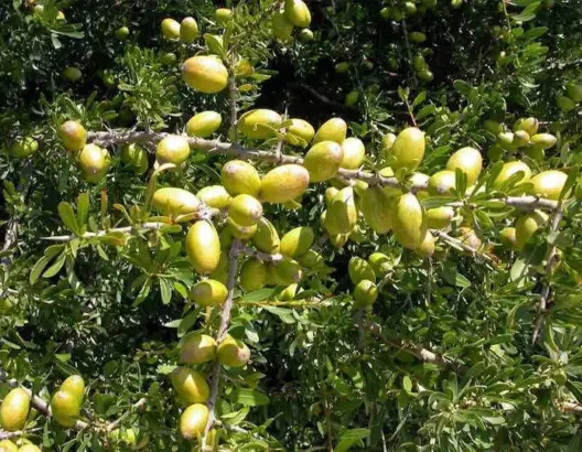 غرس شجر الأركان على مساحة 600 هكتار بتيزنيت