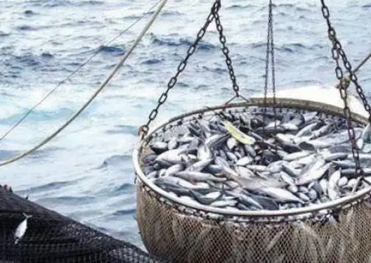 ارتفاع  تسويق منتوجات الصيد الساحلي والتقليدي بـ14 % في أكتوبر