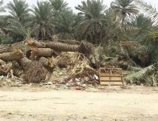 مواطنون يستنكرون اقتلاع أشجار نخيل بزاكورة‎