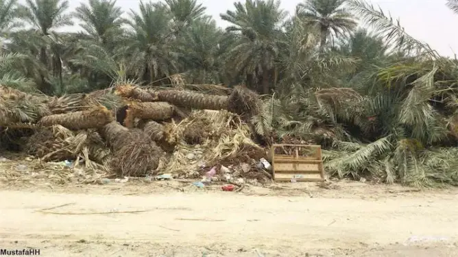 مواطنون يستنكرون اقتلاع أشجار نخيل بزاكورة‎