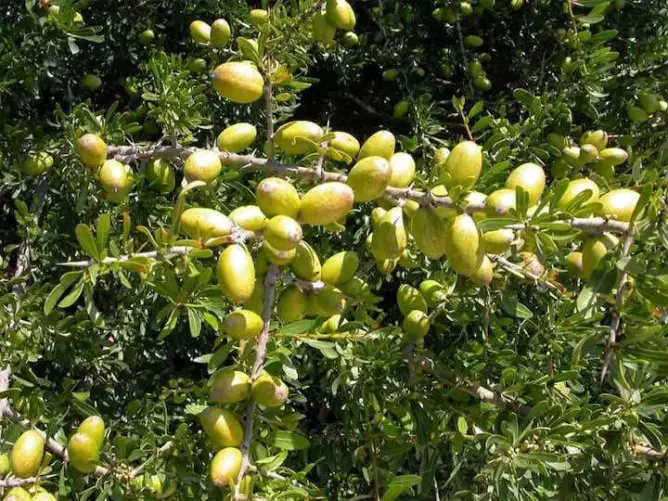المؤتمر الدولي الثالث حول شجرة “الأركـان” بأكادير