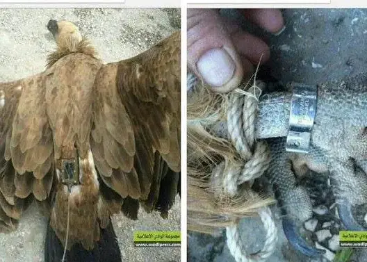 نسر “إسرائيلي” يتجسس على لبنان