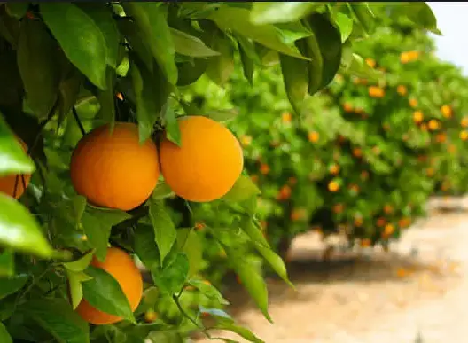 أمريكا تعلق صادرات الحوامض المغربية بسبب “ذبابة الفاكهة”
