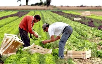 دراسة:  2015 سنة فلاحية استثنائية بالمغرب