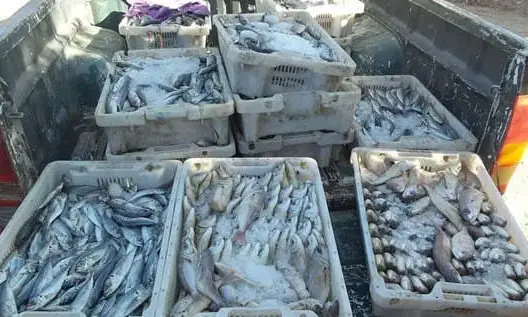 حجز كميات كبيرة من الأسماك الفاسدة بسوق بالفقيه بنصالح