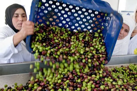 منتوج المغرب من الزيتون بلغ مليون و42 ألف طن خلال نونبر 2015