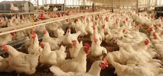فيدرالية الدواجن تنفي نفوق أعداد كبيرة من الدجاج
