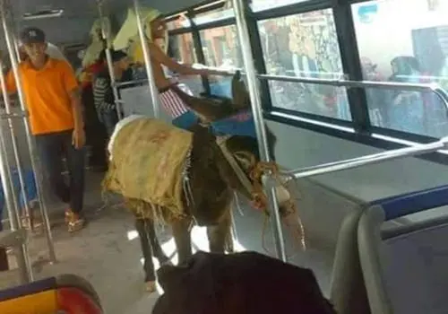 مضحك .. حمار إلى جانب الركاب داخل حافلة للنقل الحضاري بأكادير
