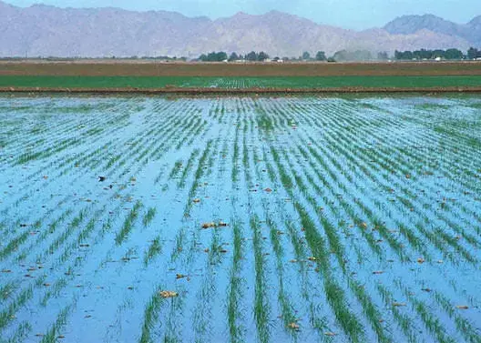رسميا.. تحفيظ الأراضي الواقعة بدوائر الري أصبح بدون واجبات