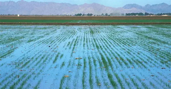 رسميا.. تحفيظ الأراضي الواقعة بدوائر الري أصبح بدون واجبات