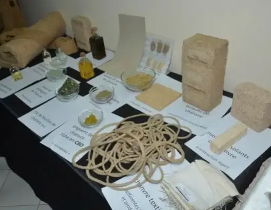 هيئات مشاركة في مؤتمر “الكيف” تتبرأ من مطالبة الملك بتقنين زراعته