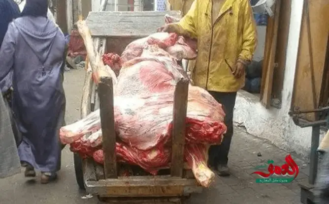 شاهد كيف تقل عربة اللحوم في سلا.. صحة المواطن خارج الحسابات
