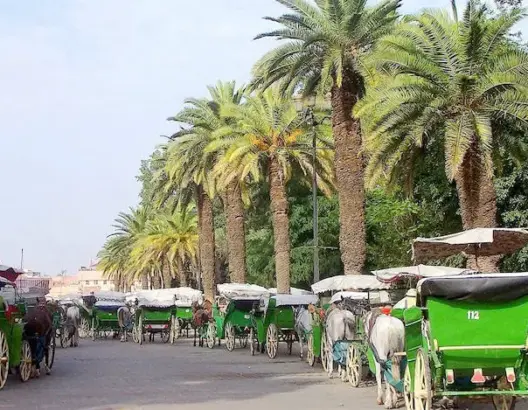 زحف الإسمنت وإبادة النخيل.. يعري مراكش من ردائهما الأخضر