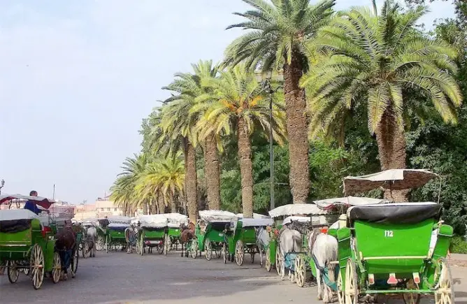 ربورطاج.. مراكش “لوريدة” هل تتعرى بإبادة النخيل