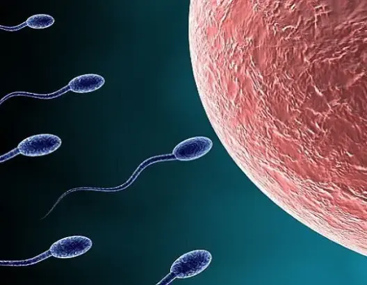 علماء يقتربون من القضاء على العقم إلى الأبد!
