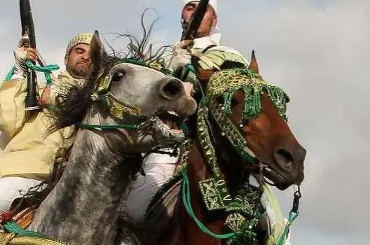 مقتل فارس  بـ”بارود” صديقة في مهرجان بسطات