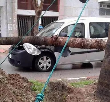 نخيل “اليعقوبي” بطنجة يدمر الممتلكات ويهدد حياة المارة