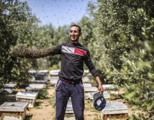 شاب في غزة يغطي ذراعه بالنحل دون تعرضه للسع.. لماذا ؟