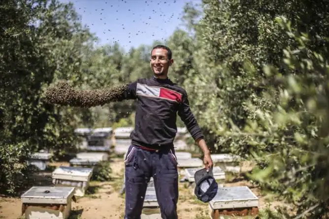 شاب في غزة يغطي ذراعه بالنحل دون تعرضه للسع.. لماذا ؟