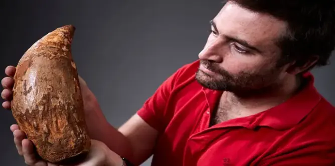 اكتشاف سن بطول “قدم” على شاطئ بأستراليا
