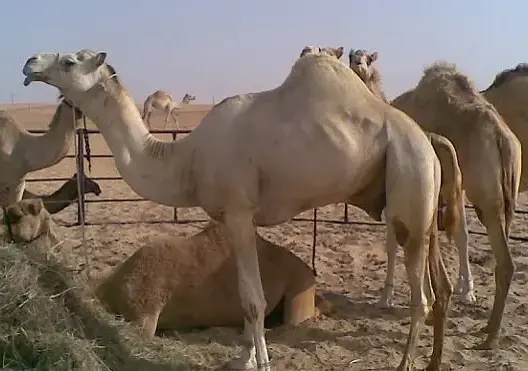‫سعودي يحول قصرًا أمويًا إلى “حظيرة إبل”‬‎