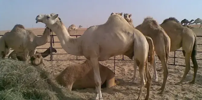 ‫سعودي يحول قصرًا أمويًا إلى “حظيرة إبل”‬‎