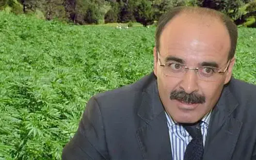 استفتاء “العمق المغربي”.. الدعوة إلى تقنين “الكيف” استغلال سياسي وانتخابي