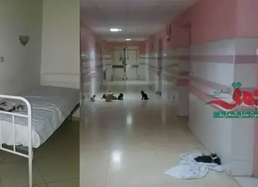 هذه هي القطط التي كشف نجم “بريزون بريك” تواجدها بمستشفى وارزازات