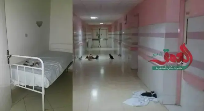 هذه هي القطط التي كشف نجم “بريزون بريك” تواجدها بمستشفى وارزازات