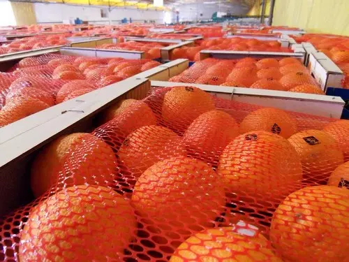 استئناف تصدير الحوامض المغربية إلى  الولايات المتحدة