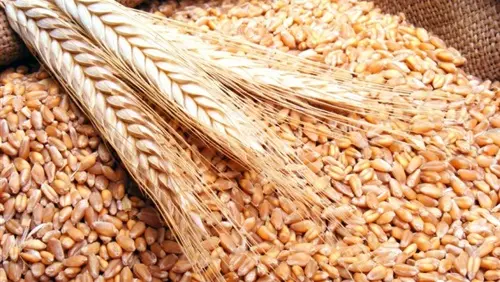 المغرب يرفع من رسم الاستيراد على القمح الطري بـ65%