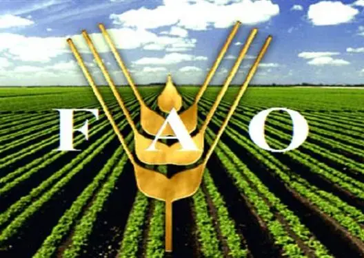 “فاو” تتوقع استقرار أسعار الغذاء العالمية خلال العام المقبل