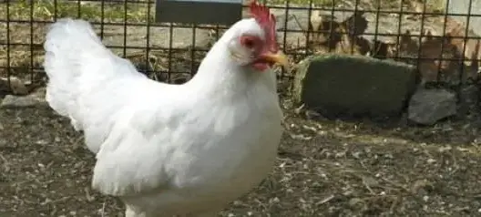 مفاجأة.. رائحة الدجاج الحي تمنع مرض الملاريا!