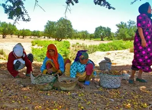 موسم جني ثمار الأركان ينطلق بقرى سوس