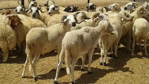 8.6 مليون رأس من الأغنام والماعز يغطون حاجيات عيد الأضحى
