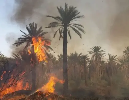 اندلاع حريق غابوي بإقليم وزان