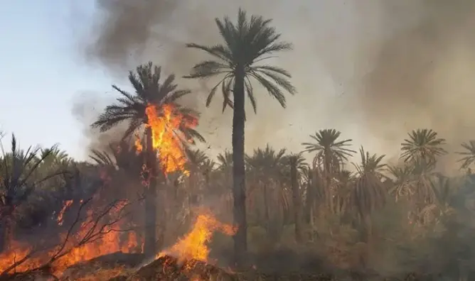 اندلاع حريق غابوي بإقليم وزان