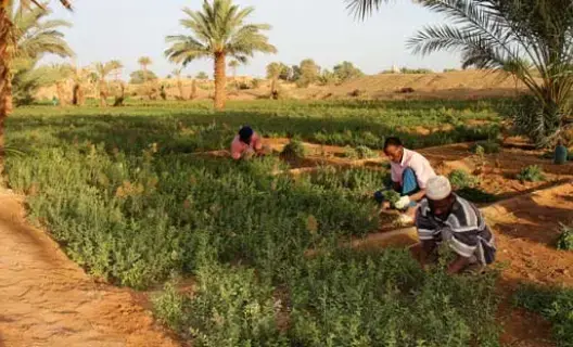 زاكورة: واحات نخيل وزيتون وحصون في طريق الألف قصبة وقصبة