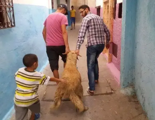 بعد “كذبة” منع قفة رمضان.. تسريب خبر عن منع توزيع الأضاحي