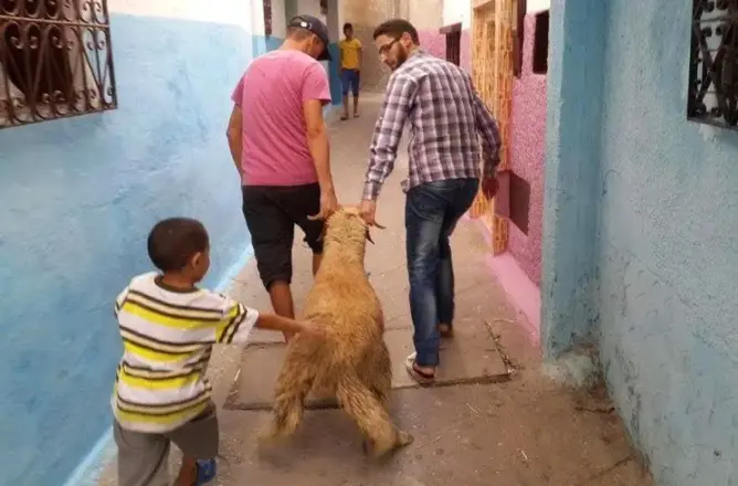 بعد “كذبة” منع قفة رمضان.. تسريب خبر عن منع توزيع الأضاحي