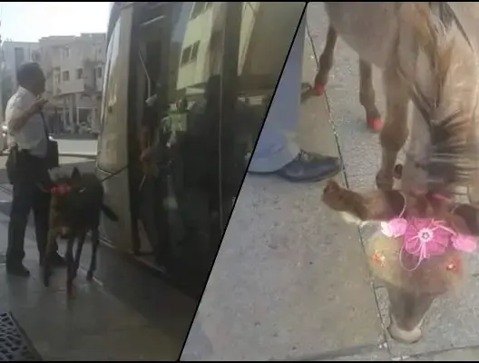 منع فرنسي من إركاب “حمارته” في طرامواي الرباط (صور)