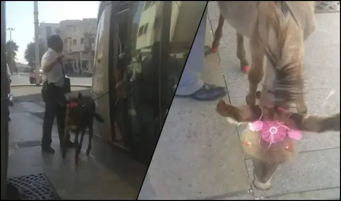 منع فرنسي من إركاب “حمارته” في طرامواي الرباط (صور)
